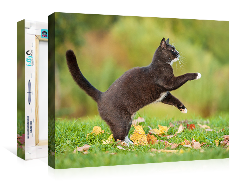 Kitty Canvas Prints