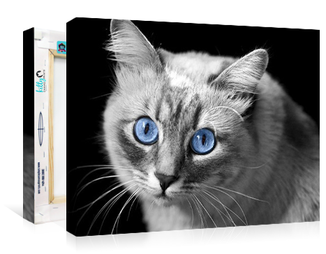 Kitty Canvas Prints