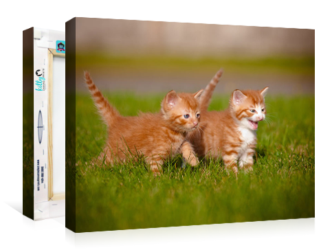 Kitty Canvas Prints