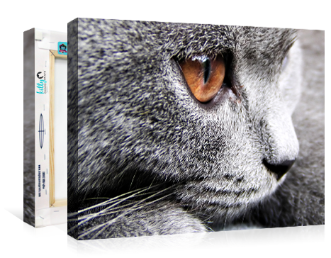 Kitty Canvas Prints