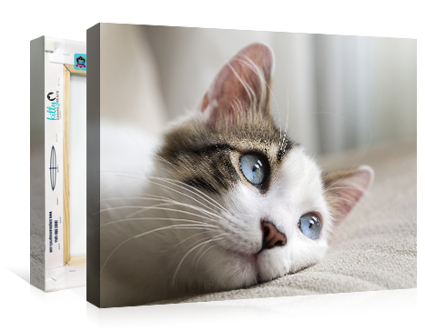 Kitty Canvas Prints